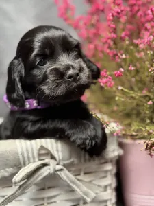 Английский кокер-спаниель - Goddess