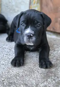 Cane Corso Italiano - Ezra