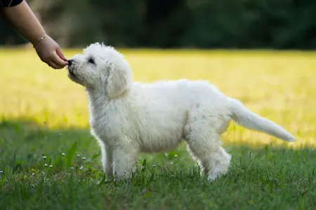 Komondor - Somogyi Betyár Maros