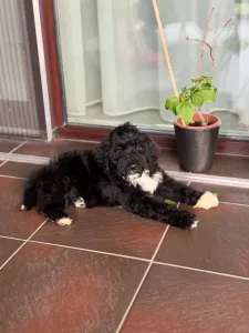 Portugiesischer Wasserhund - Bingo