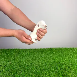 West Highland White Terrier - Irie