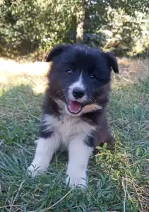 Border Collie - Border Dreamworld Grag