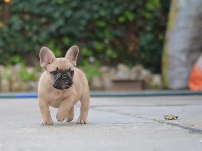 Francia bulldog - Troll Dogs Kennel