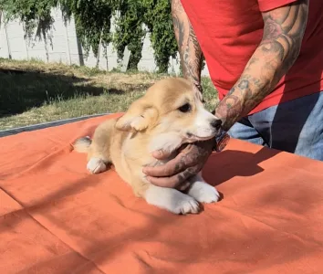 Welsh Corgi Pembroke - Boni