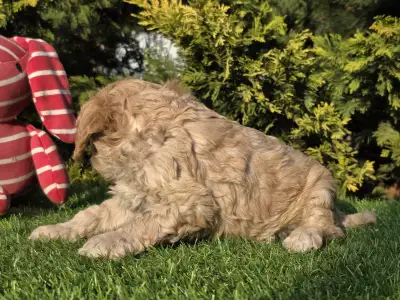 Cavapoo - Floop