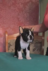 Boston Terrier - Gloria