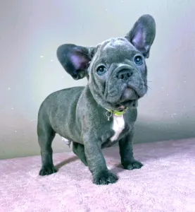French Bulldog - Mark