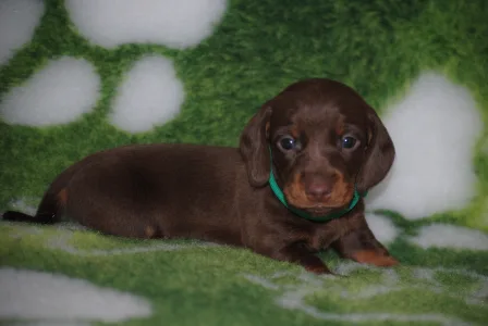 Bassotto - Mr. Green