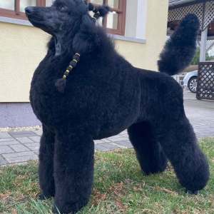 Střední pudl - Velvety Shadows