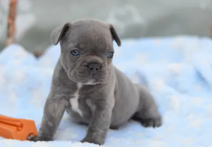 Francuski buldog - Monty