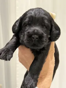 Labradoodle - Marshall