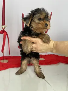 Yorkshire Terrier - Robbie