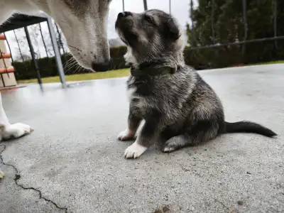 West Siberian Laika - Ardo