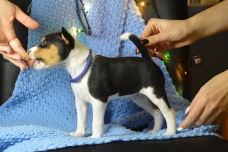Basenji - Lucky Alien