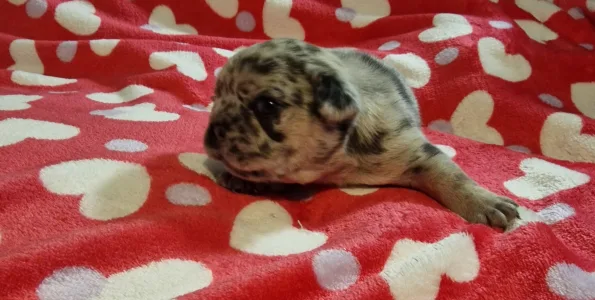 French Bulldog - French Bulldog Merla Tan Boys