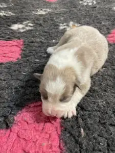 Border Collie - Aston