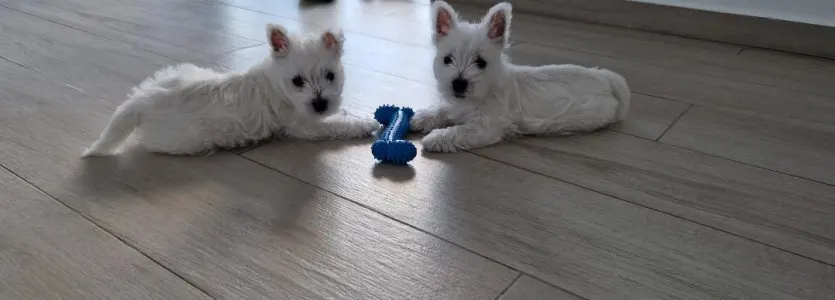 West Highland White Terrier - Amanda