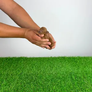 Poodle Toy - Zoci