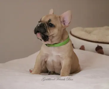 Francia bulldog - Ben