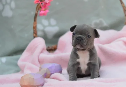 Французский бульдог - Milady