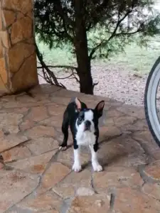 Boston Terrier - Fibi