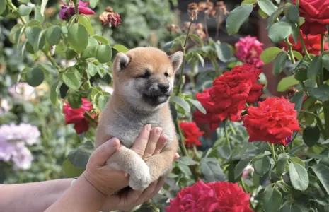 Shiba - Bravados Inori
