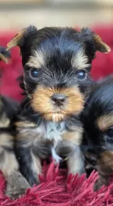 Yorkshire Terrier - Happy Hour