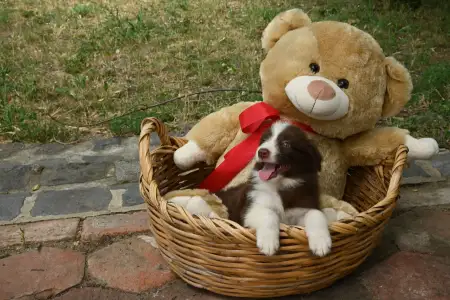 Border Collie - Dazzling Borders Beyond Dreams