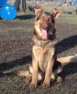 German Shepherd Dog - Bwich