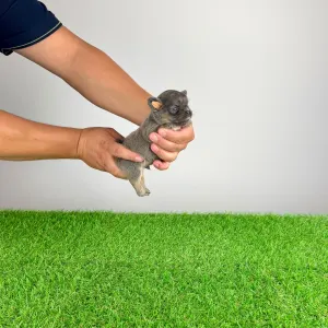 Chihuahua - Ossy
