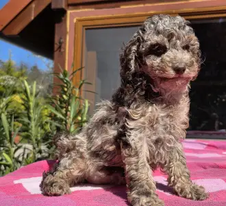 Cavapoo - Choco-Bunny