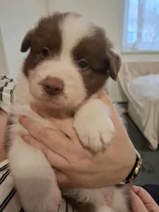 Border collie - Maldiv