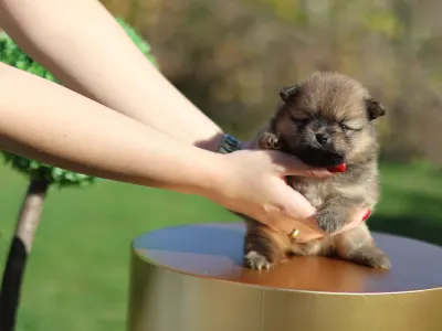 Zwergspitz - Blaze💛