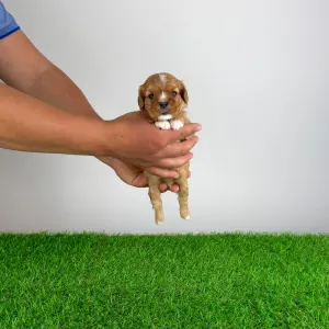 Cavalier King Charles Spaniel - Luxus