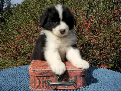 Border Collie - Gingers Heritage Jasper Bloom
