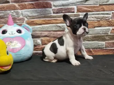 Bulldog francez - Isabel