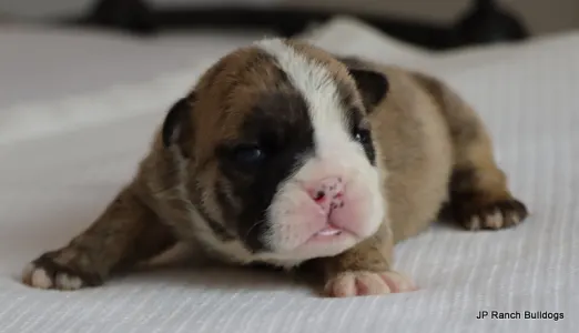 Englische Bulldogge - Wally On Hold