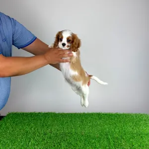 Cavalier King Charles spániel - Olympia