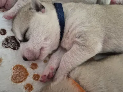 Sibiřský husky - Ash Muffin
