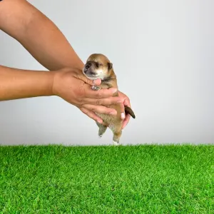 Shiba inu - Yamato
