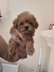 Maltipoo - Maltipoo F