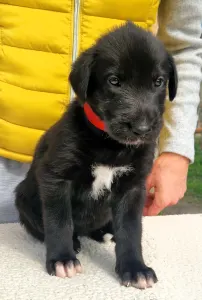 Irish Wolfhound - Bess