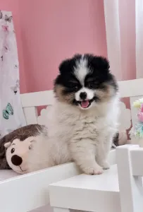 Pomeranian - Csibészke