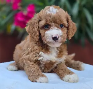 Cavapoo - Ariel