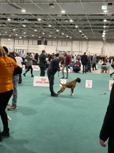 Dachshund - Sósrét-Menti