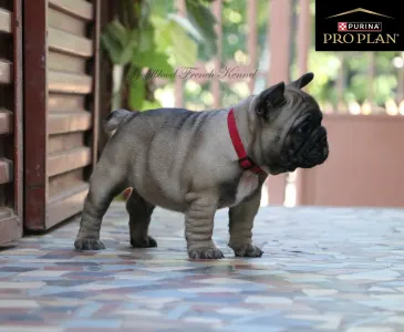 Bouledogue français - Aslan