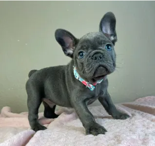 Francia bulldog - Joe