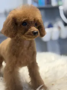 Caniche Toy - T-Rex(teacup)