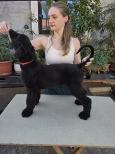 Afghan Hound - Abel ‘zar Rahima