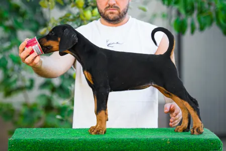 Dobermann - Kincsem
